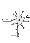 image of a zenuwcel to shoot and description
